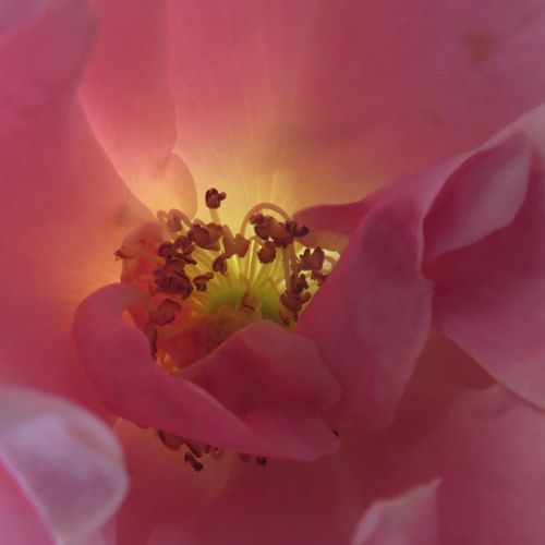 Růže eshop - Rosa  Szent Erzsébet - diskrétní - Stromkové růže, květy kvetou ve skupinkách - růžová - Márk Gergely - stromková růže s keřovitým tvarem koruny - -